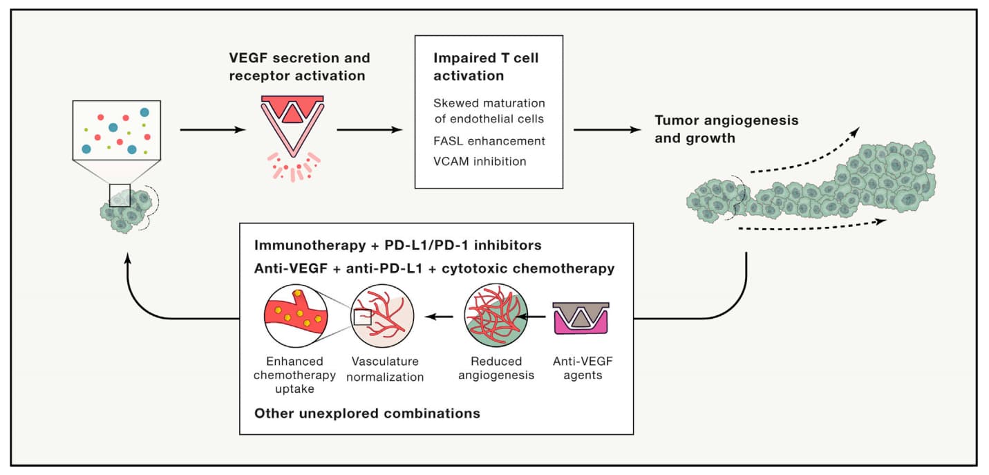 VEGF Tumor Angiogenesis